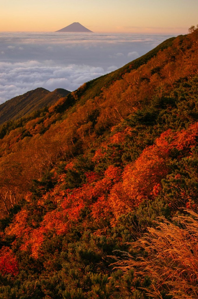 朝日に燃える紅葉