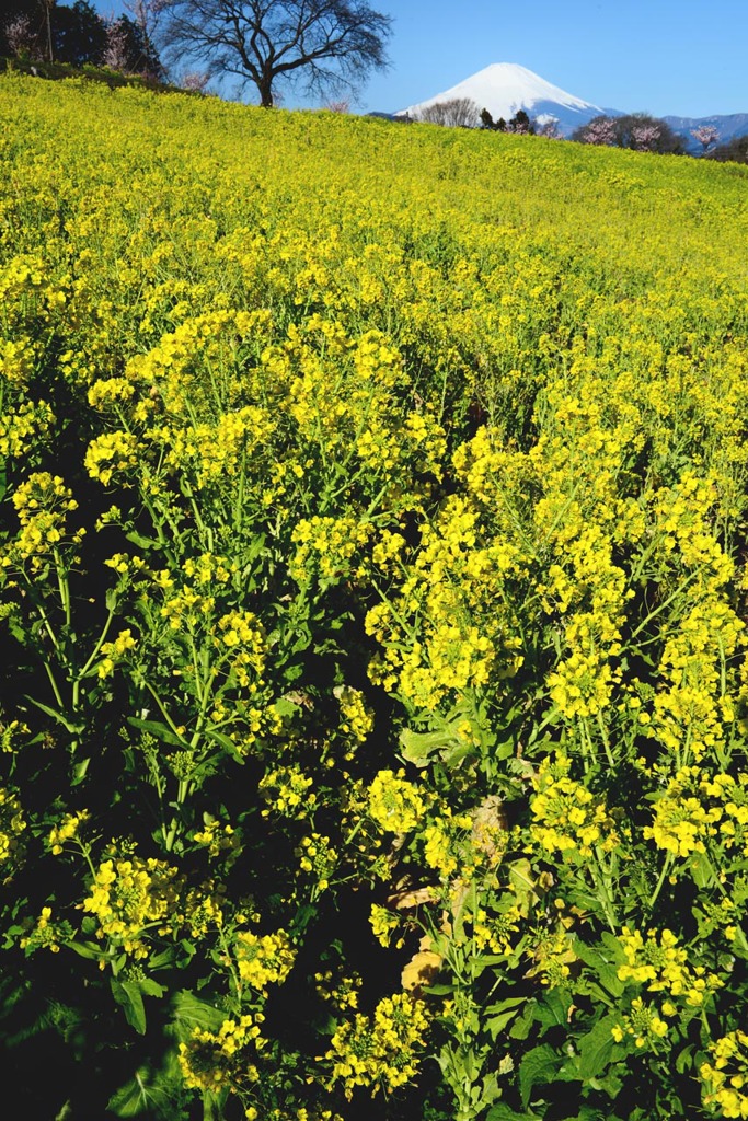 菜の花の彼方に