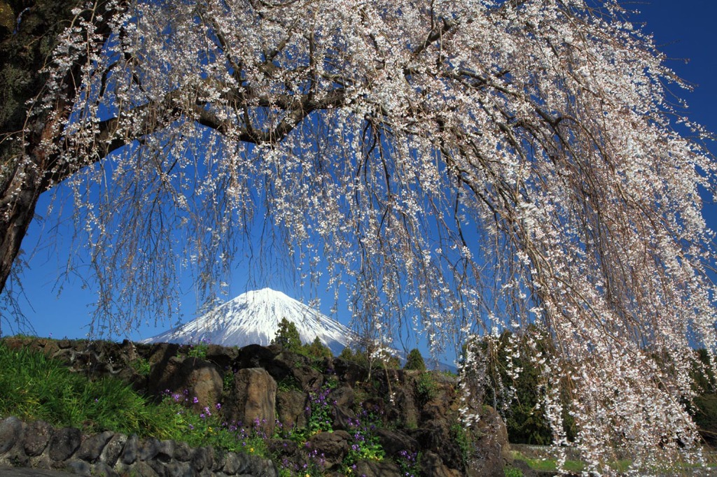 春爛漫