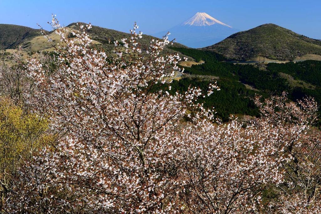 峠の春