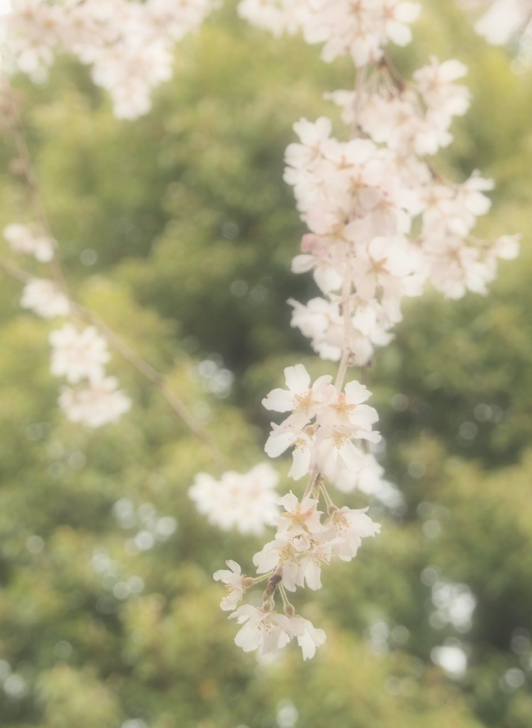 玉蔵院④
