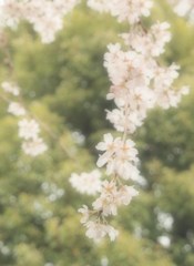 玉蔵院④