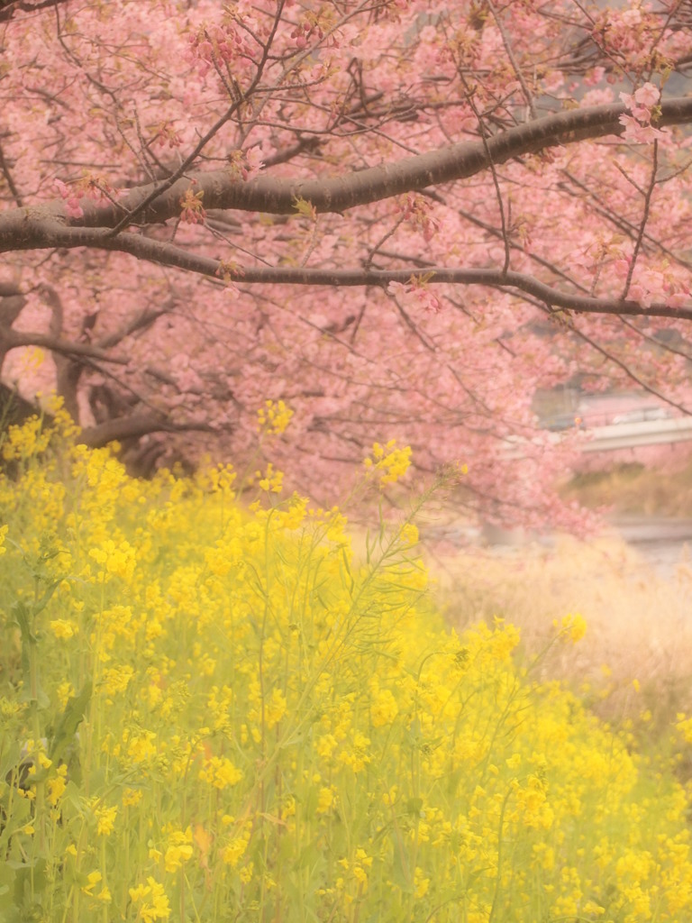 河津桜⑤