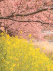 河津桜⑤