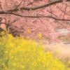 河津桜⑤