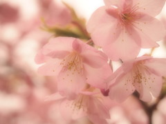 河津桜①