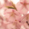 河津桜①