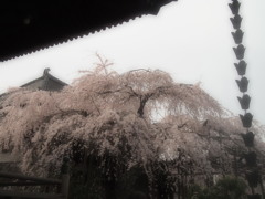 玉蔵院①