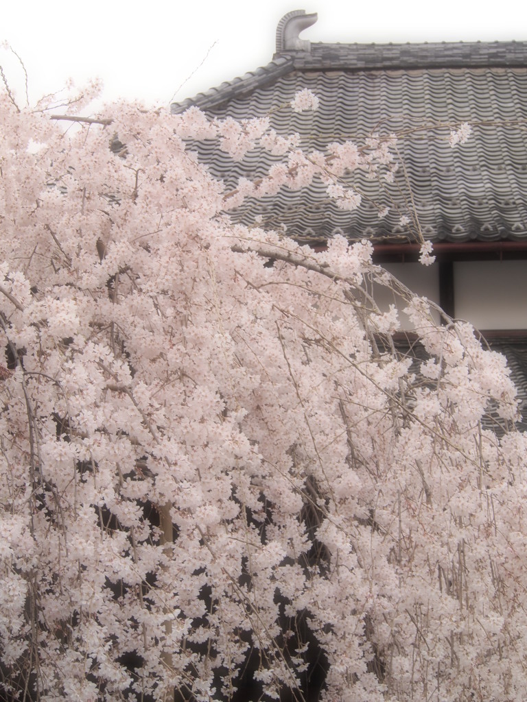 玉蔵院⑨