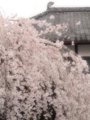 玉蔵院⑨
