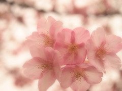 河津桜②