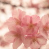 河津桜②