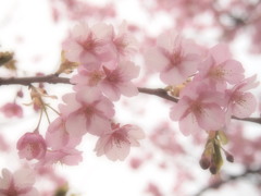 河津桜④