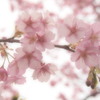 河津桜④