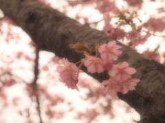 河津桜⑦