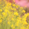 河津桜⑩