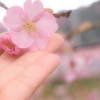 河津桜③