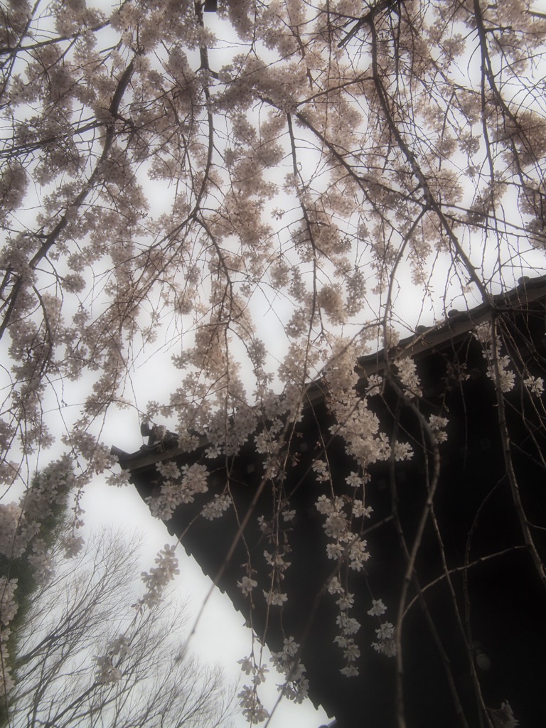 玉蔵院③