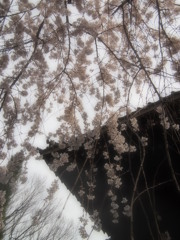 玉蔵院③