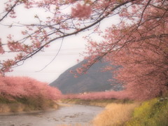 河津桜⑨