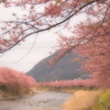河津桜⑨