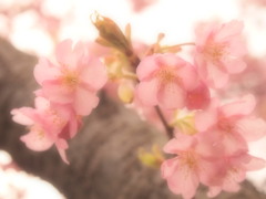河津桜⑧
