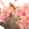河津桜⑧