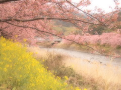 河津桜⑥