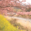 河津桜⑥