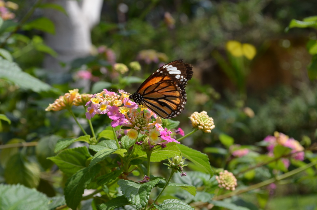 DSC_0915_1893