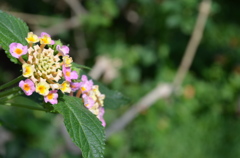 DSC_0910_1888