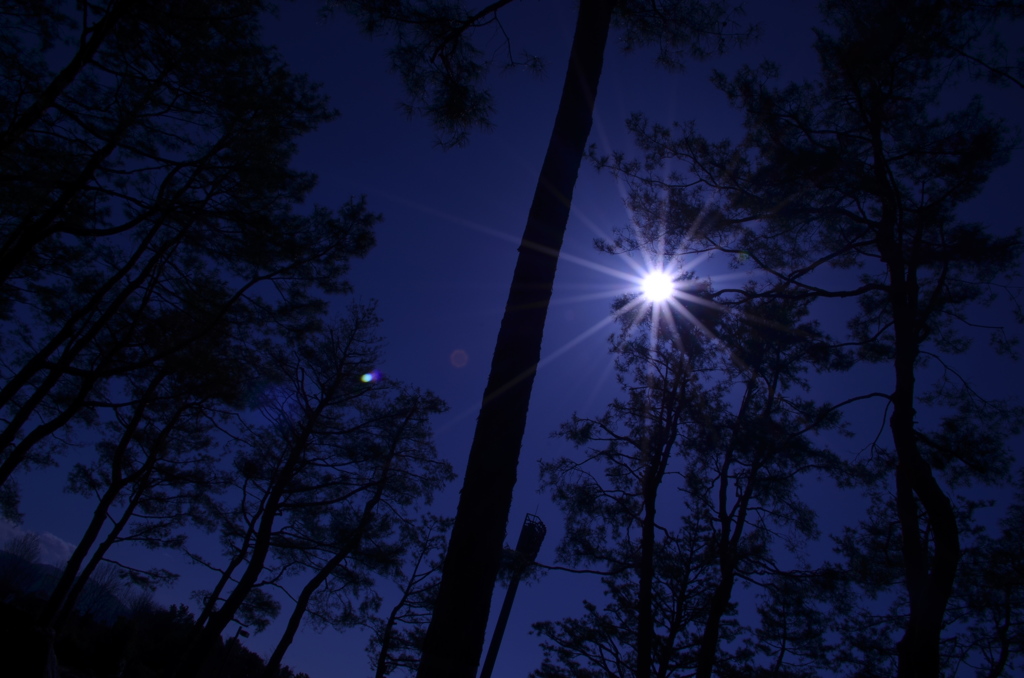 空と木と太陽７