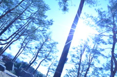 空と木と太陽３