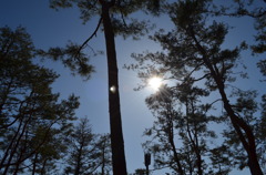 空と木と太陽