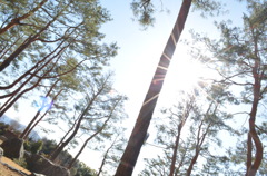 空と木と太陽２