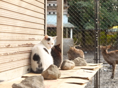 朝猫