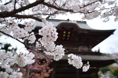 山門の桜