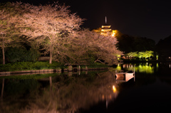 春のはじめの桜のおわり