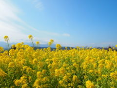 菜の花畑