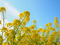 菜の花
