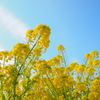 菜の花