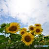 空とひまわり