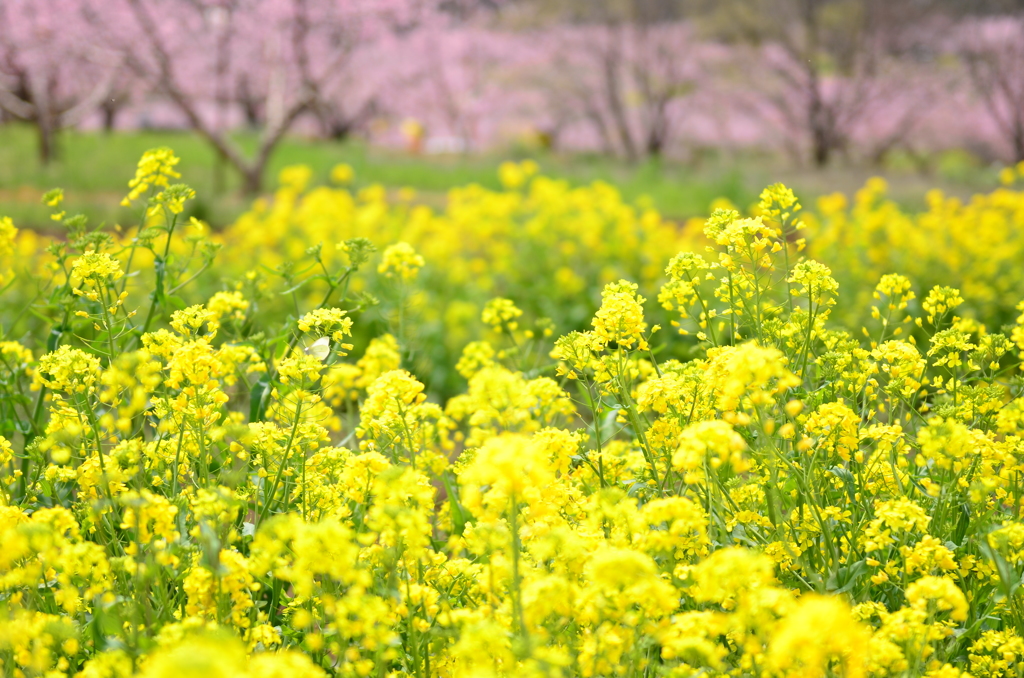 菜花絢爛