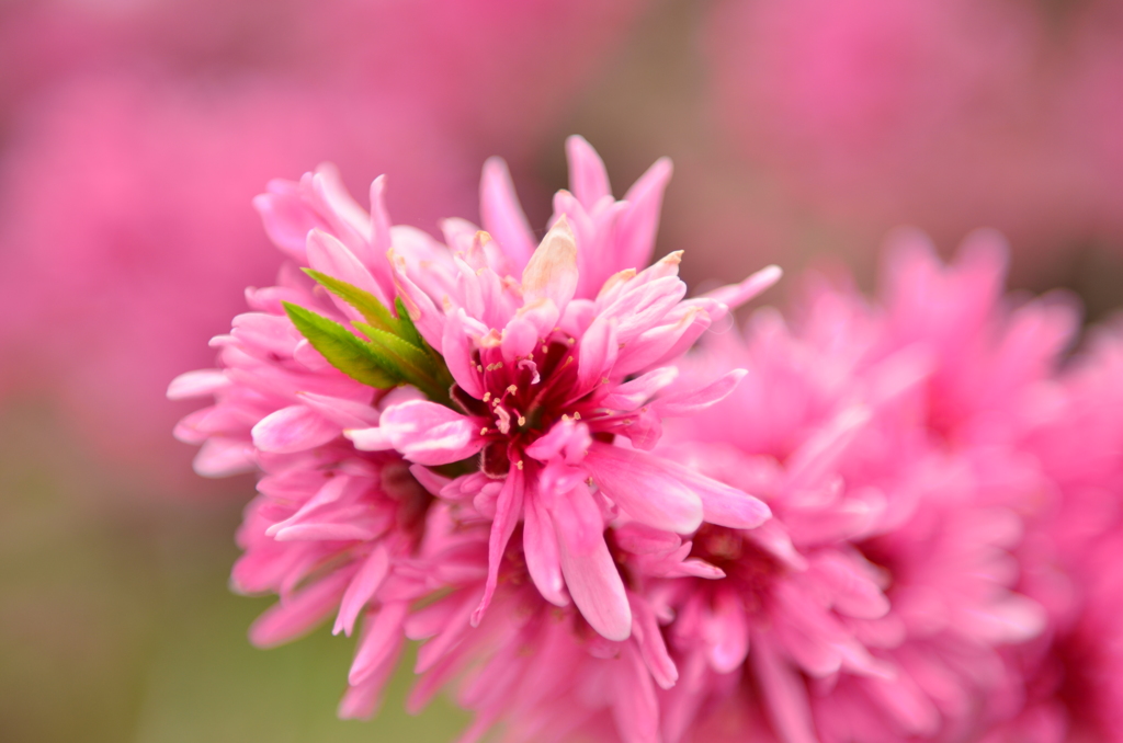 華桃
