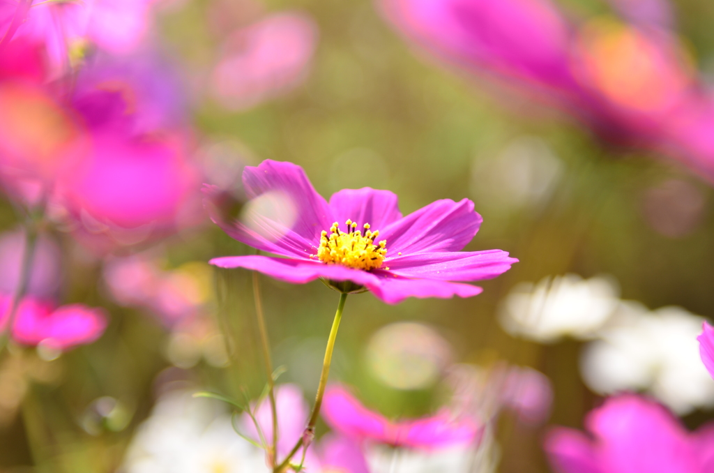 秋桜～風が止んだ瞬間に