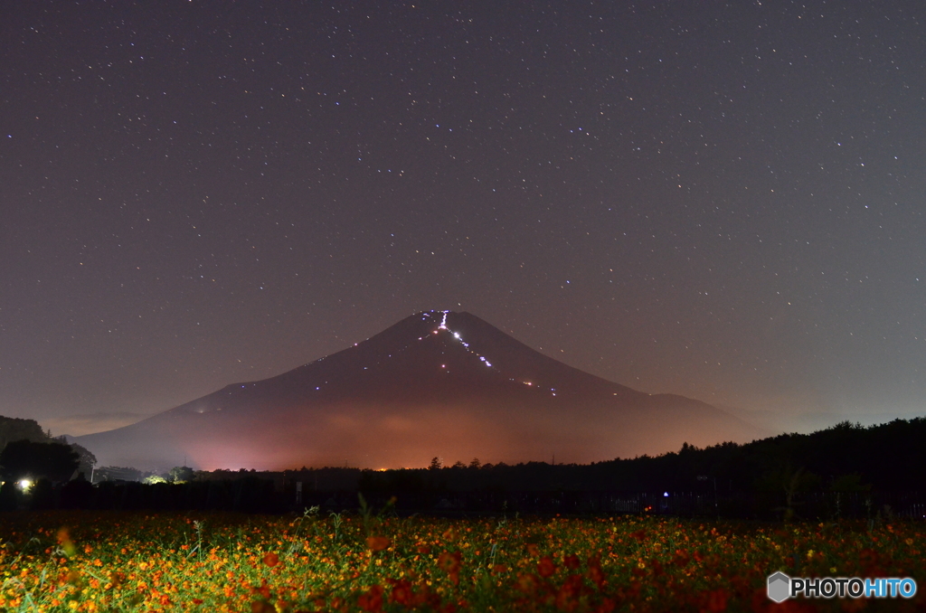 黄花コスモスと夜富士