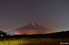 黄花コスモスと夜富士