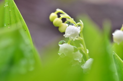 雨のあと　あなたを思ひて　君影草