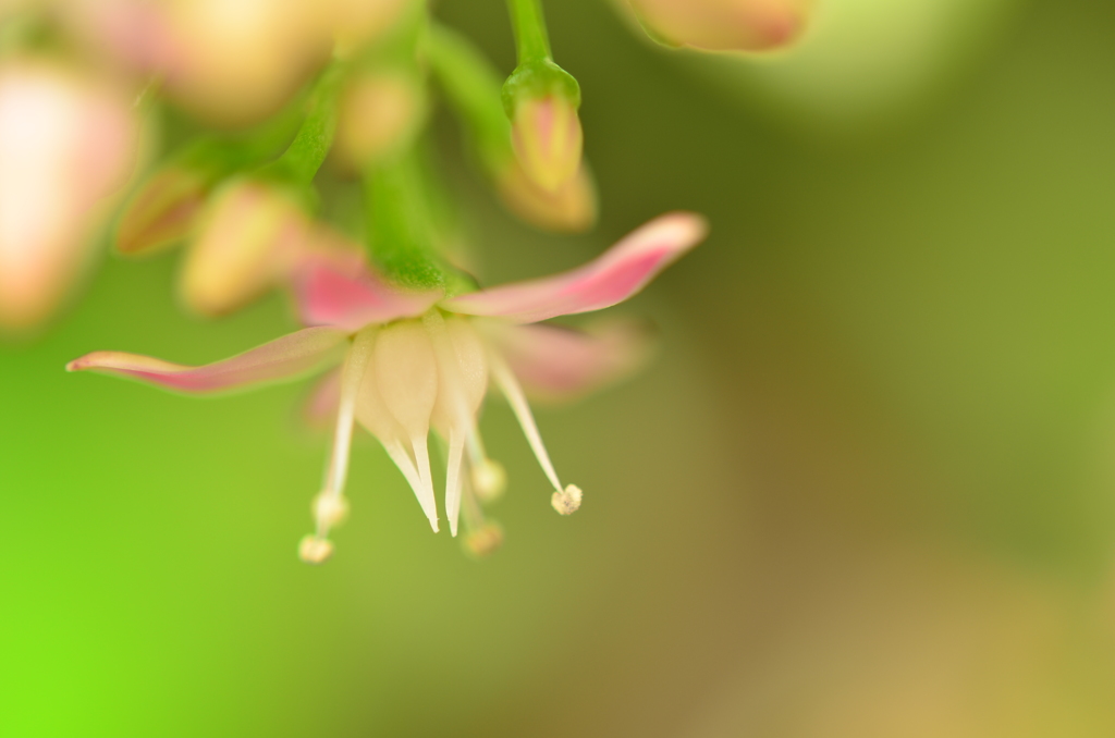 華