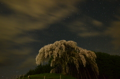 桜～星夜の丘に咲き誇る
